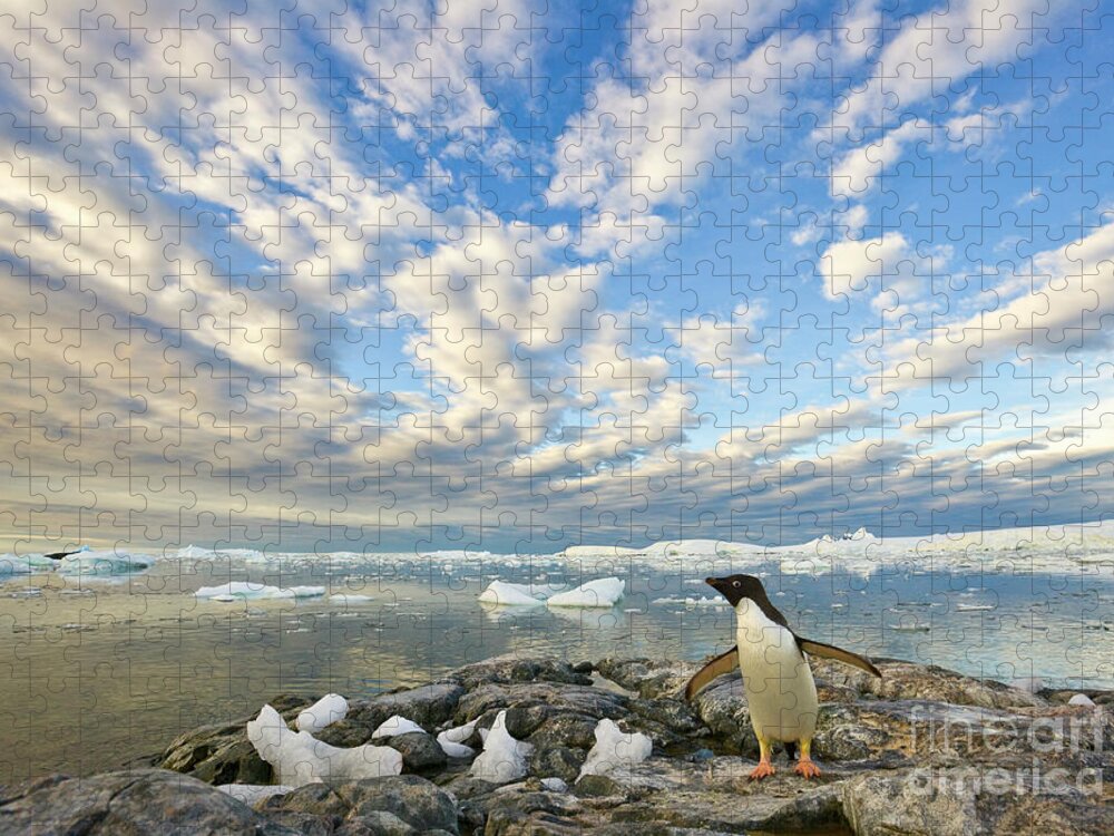 00345612 Puzzle featuring the photograph Adelie Penguin Flapping Wings by Yva Momatiuk John Eastcott