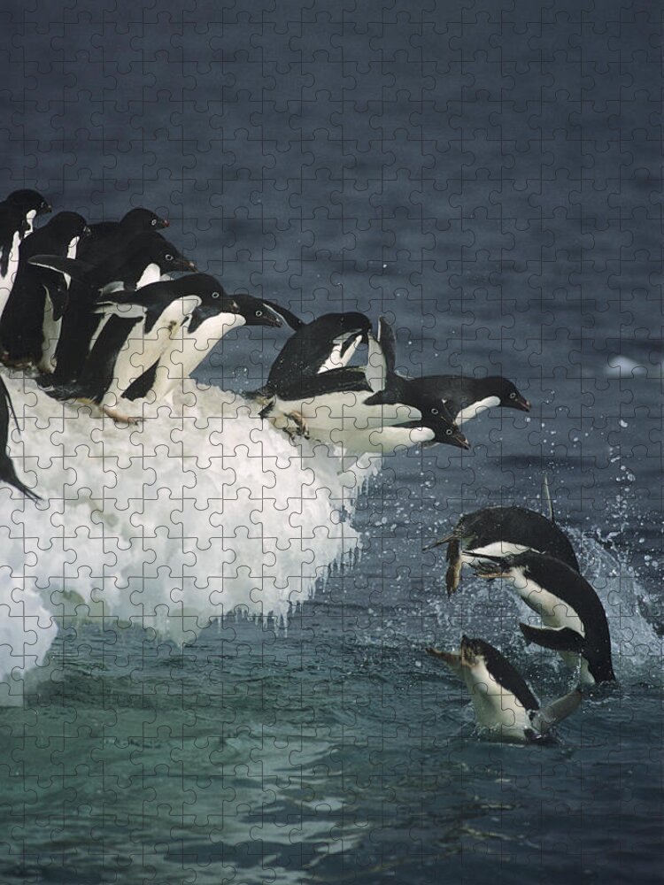 Feb0514 Jigsaw Puzzle featuring the photograph Adelie Penguins Leaping Off Ice Ross #1 by Tui De Roy