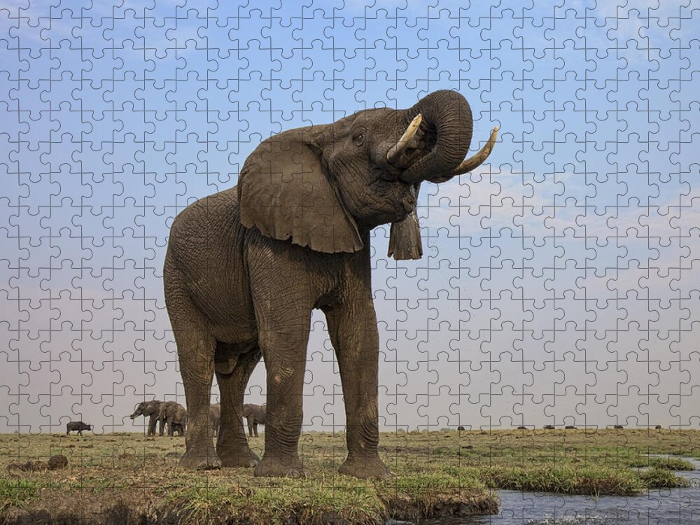 Vincent Grafhorst Jigsaw Puzzle featuring the photograph African Elephant Drinking Chobe River by Vincent Grafhorst