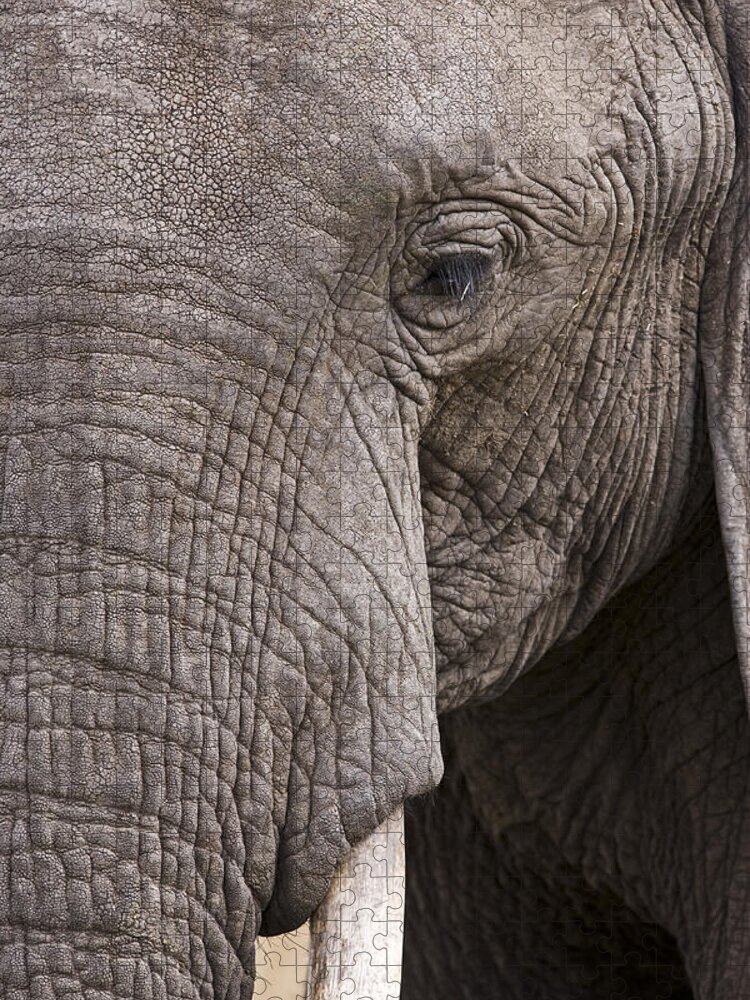 Flpa Jigsaw Puzzle featuring the photograph African Elephant Masai Mara Kenya #1 by Elliott Neep