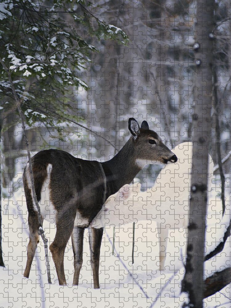 Albinic Jigsaw Puzzle featuring the photograph Albino And Normal White-tailed Deer #1 by Thomas And Pat Leeson