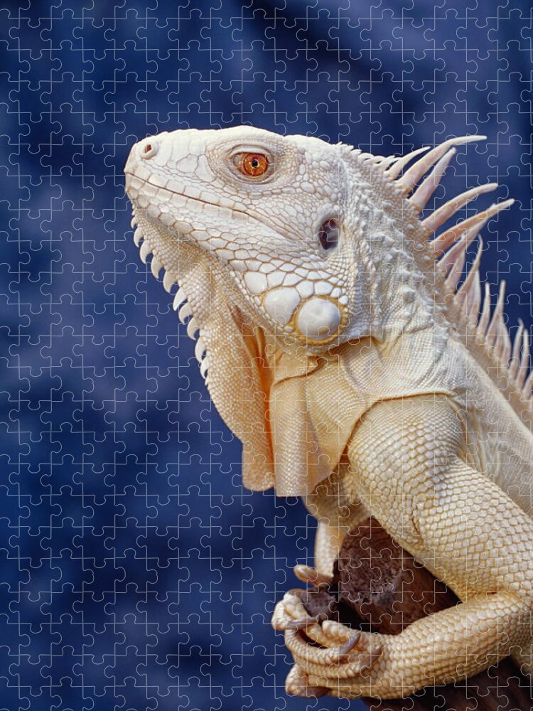 Albinic Jigsaw Puzzle featuring the photograph Albino Green Iguana #1 by Steve Cooper