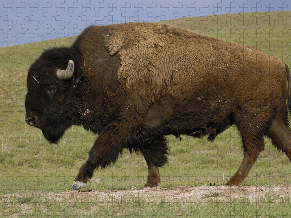 Feb0514 Jigsaw Puzzle featuring the photograph American Bison Male Wyoming #1 by Pete Oxford