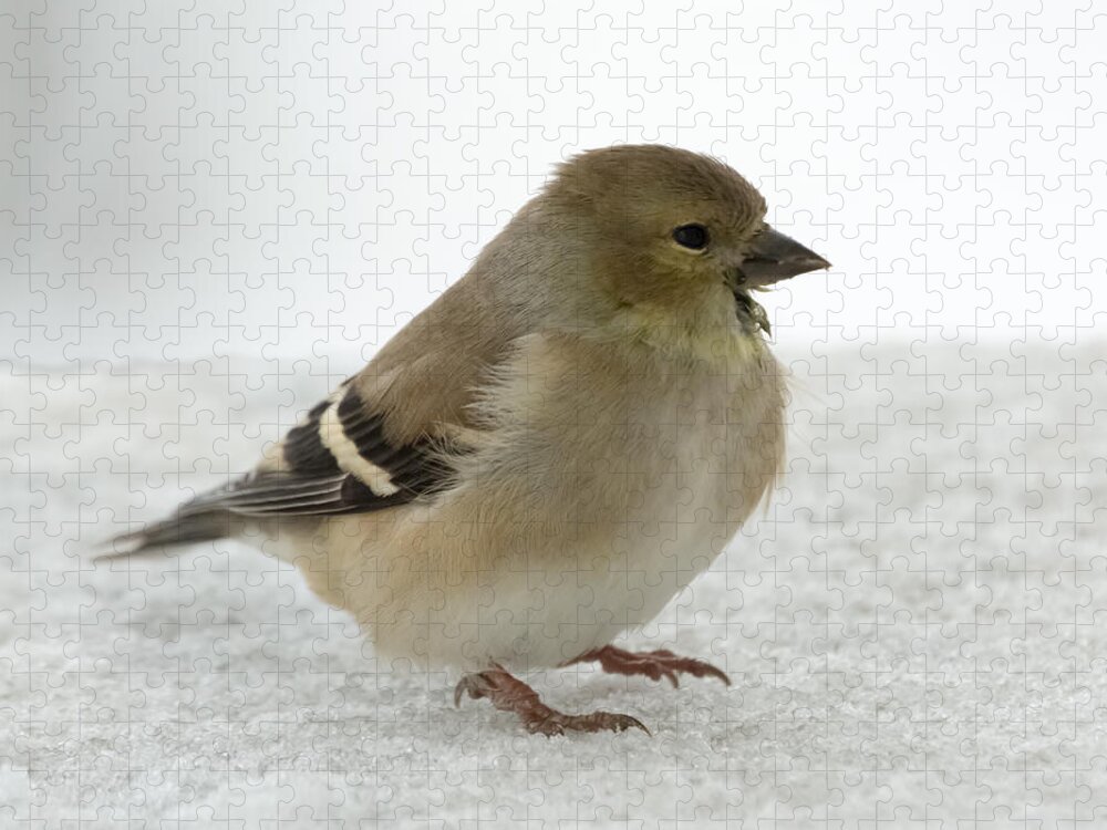 Jan Holden Jigsaw Puzzle featuring the photograph American Goldfinch in the Snow #2 by Holden The Moment