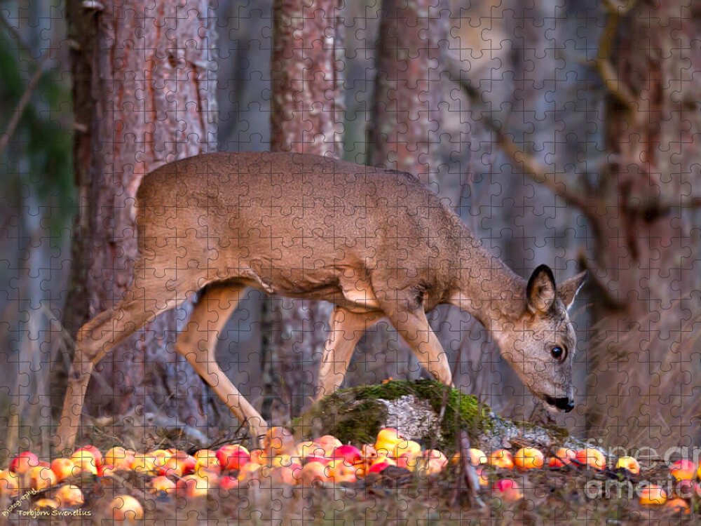 Alertness Jigsaw Puzzle featuring the photograph An apple a day... by Torbjorn Swenelius