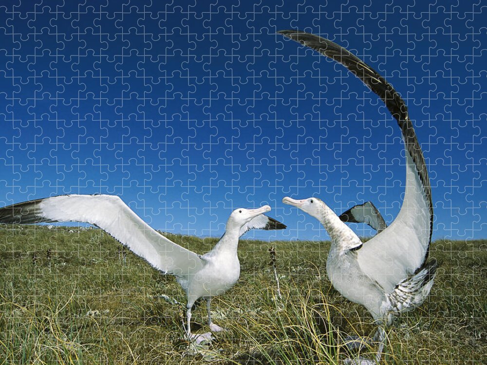 Feb0514 Jigsaw Puzzle featuring the photograph Antipodean Albatross Courtship Display #1 by Tui De Roy