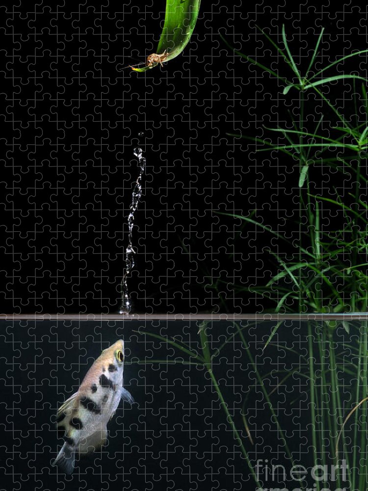 Archerfish Jigsaw Puzzle featuring the photograph Archerfish #1 by Scott Linstead
