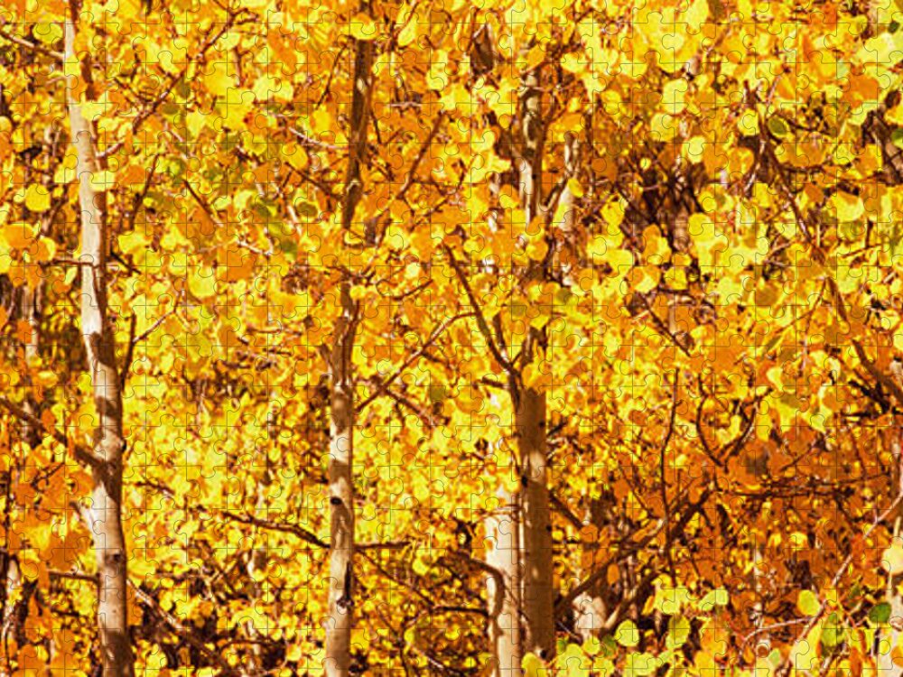 Photography Jigsaw Puzzle featuring the photograph Aspen Trees In Autumn, Colorado, Usa #1 by Panoramic Images