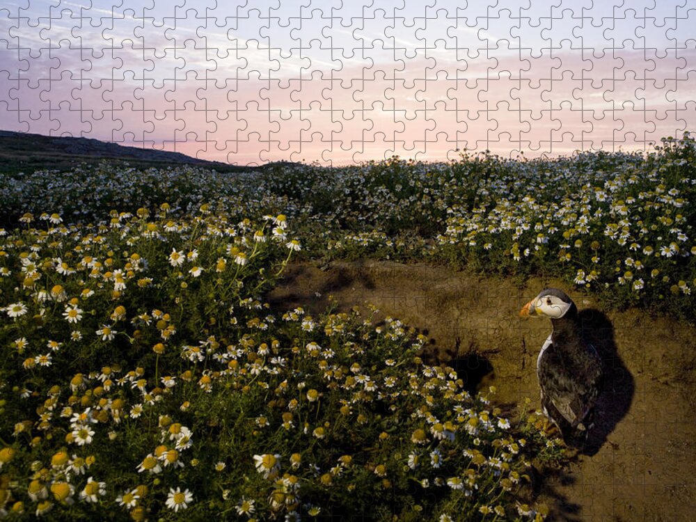 Sebastian Kennerknecht Jigsaw Puzzle featuring the photograph Atlantic Puffin At Burrow Skomer Island #2 by Sebastian Kennerknecht