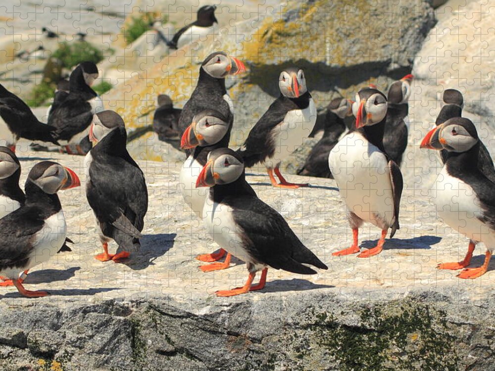 Wildlife Jigsaw Puzzle featuring the photograph Atlantic Puffin Colony #1 by John Burk