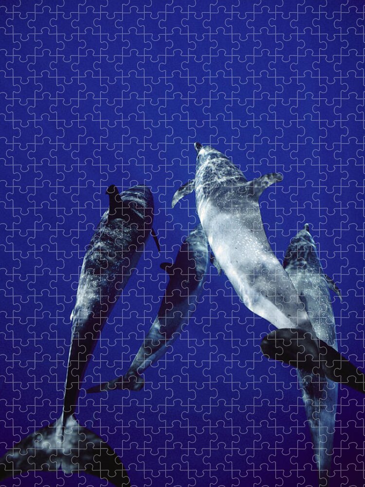 Feb0514 Jigsaw Puzzle featuring the photograph Atlantic Spotted Dolphin Adults #1 by Flip Nicklin