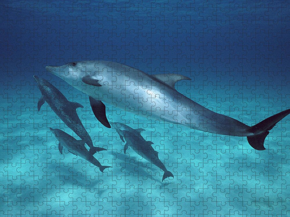 Feb0514 Jigsaw Puzzle featuring the photograph Atlantic Spotted Dolphin Pod Bahamas #1 by Flip Nicklin
