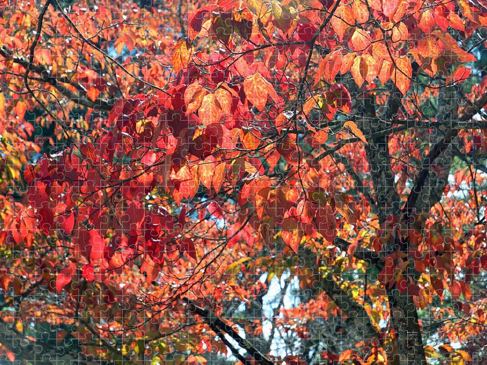 Autumn Jigsaw Puzzle featuring the photograph Autumn Leaves #6 by Rafael Salazar