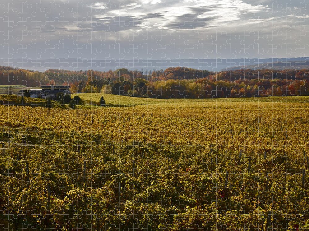 Vineyard Jigsaw Puzzle featuring the photograph Autumn On Old Mission Peninsula #1 by Owen Weber