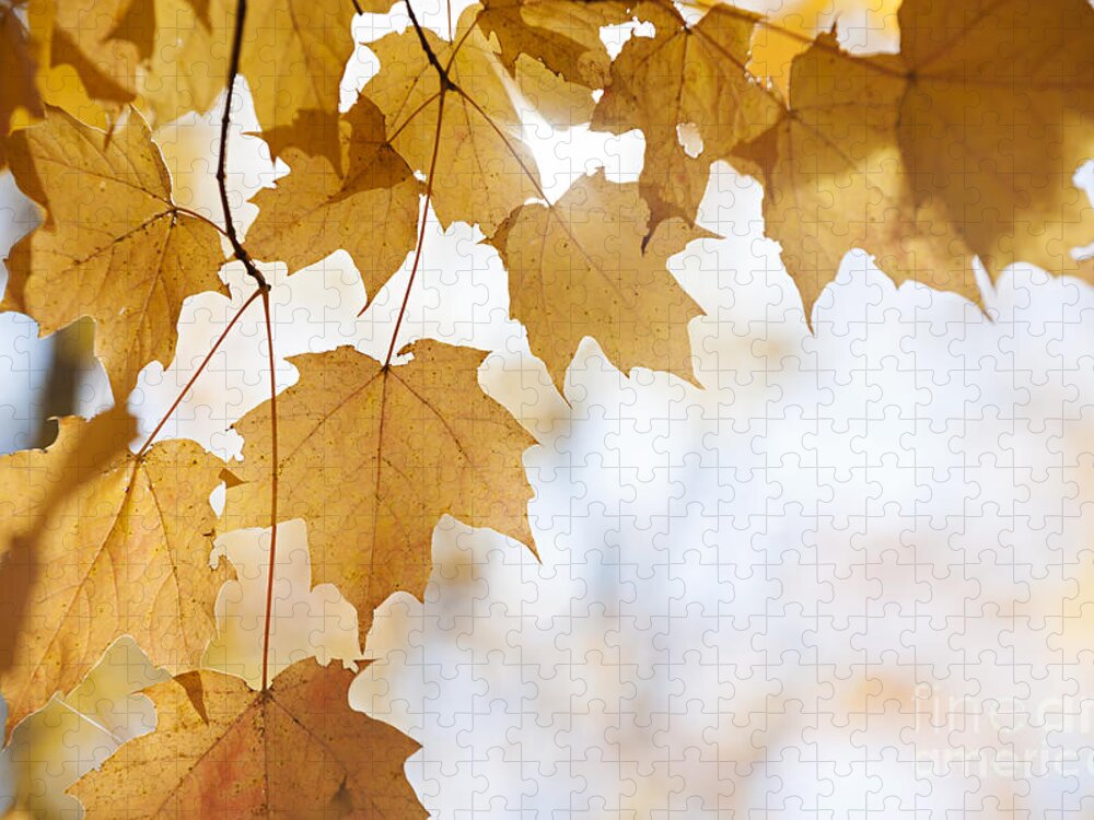 Maple Jigsaw Puzzle featuring the photograph Soft light in fall maple leaves by Elena Elisseeva
