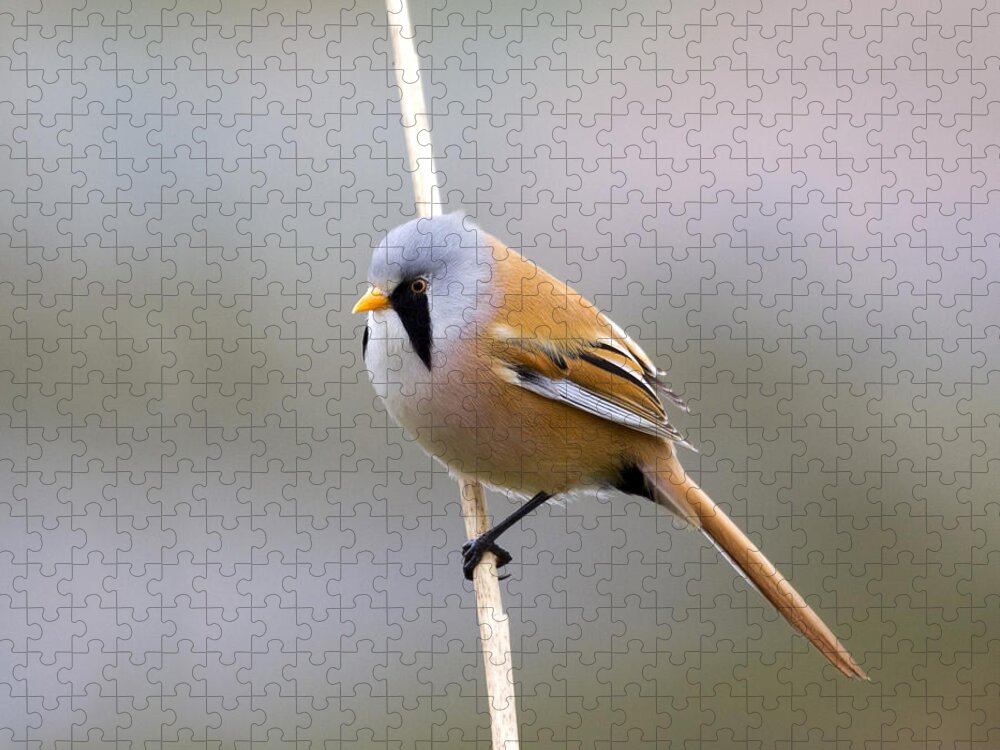 Bearded Tit Jigsaw Puzzle featuring the photograph Bearded Tit #2 by Chris Smith