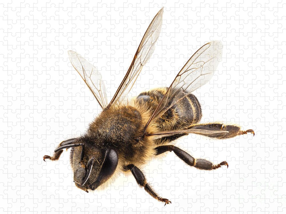 https://render.fineartamerica.com/images/rendered/default/flat/puzzle/images-medium-5/1-bee-species-apis-mellifera-common-name-western-honey-bee-or-euro-pablo-romero.jpg?&targetx=-62&targety=0&imagewidth=1125&imageheight=750&modelwidth=1000&modelheight=750&backgroundcolor=FCFDFB&orientation=0&producttype=puzzle-18-24&brightness=756&v=6