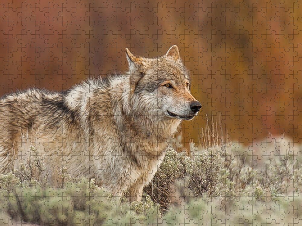 Wolf Jigsaw Puzzle featuring the photograph Blacktail Survey #1 by Kevin Dietrich