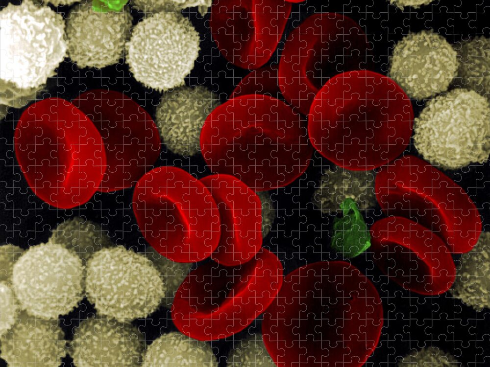 Leukocyte Jigsaw Puzzle featuring the photograph Blood Cells by Stem Jems