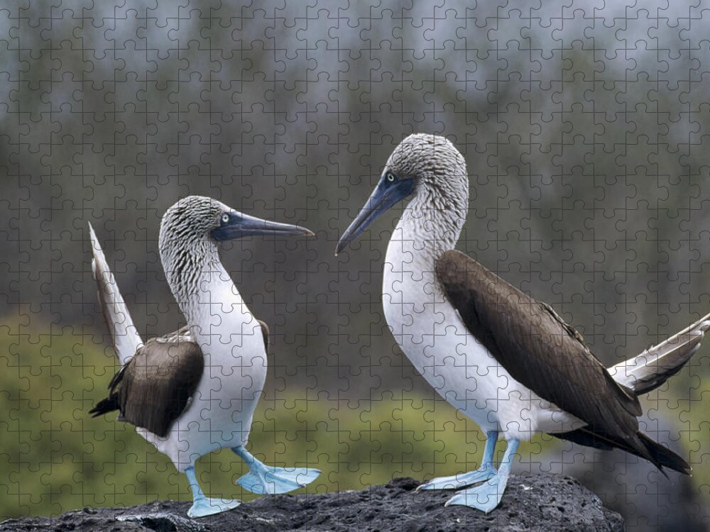 Feb0514 Jigsaw Puzzle featuring the photograph Blue-footed Boobies Courting Galapagos #1 by Tui De Roy