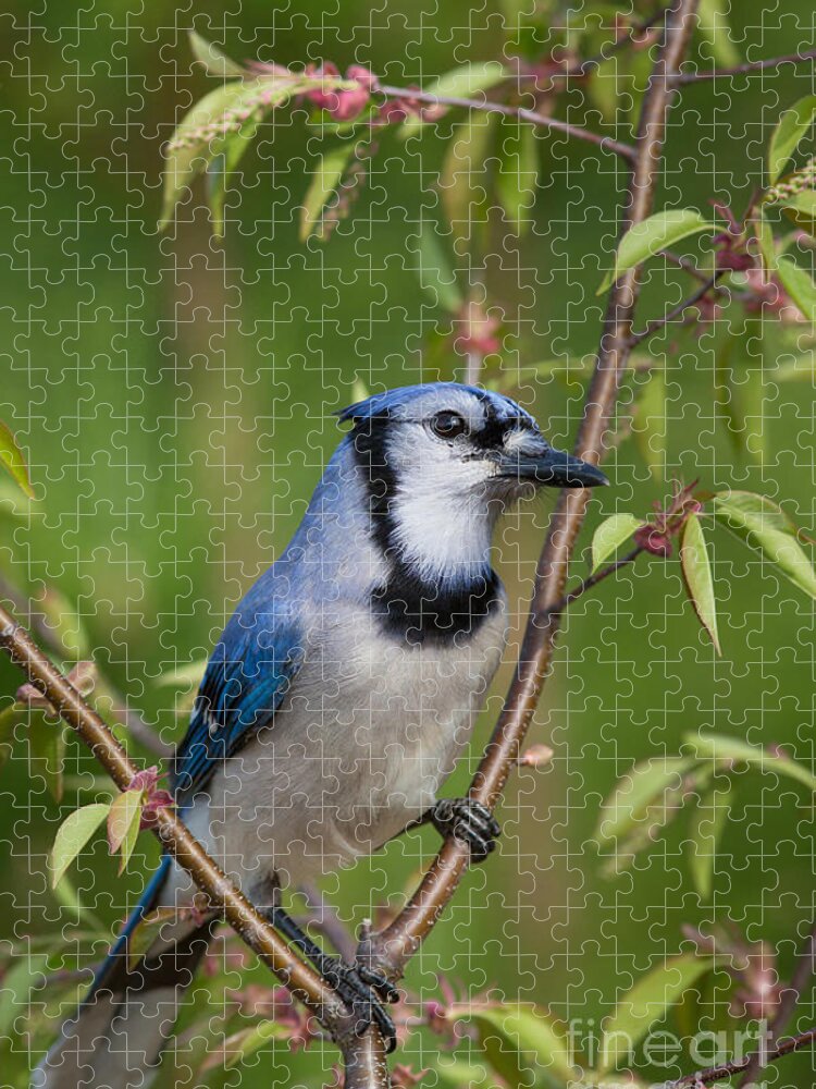 Animalia Jigsaw Puzzle featuring the photograph Blue Jay Cyanocitta Cristata #1 by Linda Freshwaters Arndt