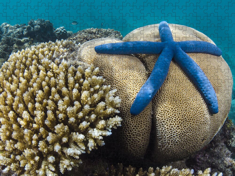Pete Oxford Jigsaw Puzzle featuring the photograph Blue Sea Star On Coral Reef Fiji #2 by Pete Oxford