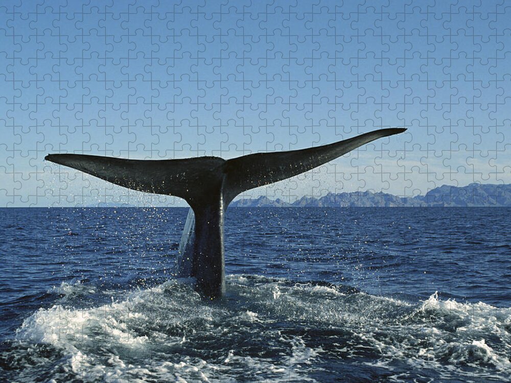 Feb0514 Jigsaw Puzzle featuring the photograph Blue Whale Raising Fluke Sea Of Cortez #1 by Tui De Roy