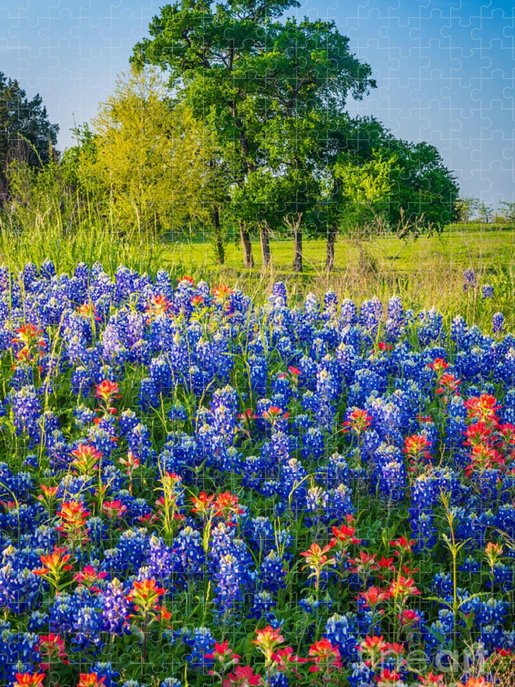 America Jigsaw Puzzle featuring the photograph Bluebonnet Pasture by Inge Johnsson