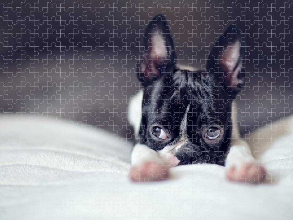 Cute Jigsaw Puzzle featuring the photograph Boston Terrier Puppy #1 by Nailia Schwarz