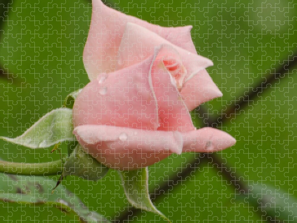 Rose Jigsaw Puzzle featuring the photograph Budding #2 by Donna Brown