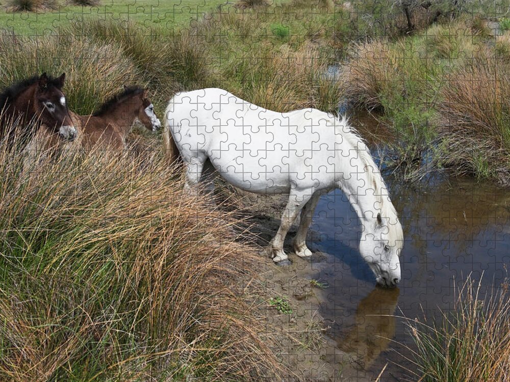 Horse Jigsaw Puzzle featuring the photograph Camargue Horses #1 by Franz Aberham