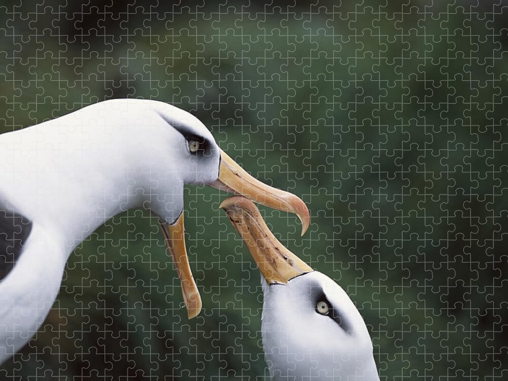 Feb0514 Jigsaw Puzzle featuring the photograph Campbell Albatross Courtship Dance #1 by Tui De Roy