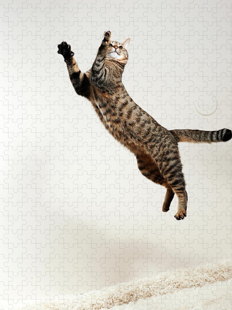 Pets Jigsaw Puzzle featuring the photograph Cat Jumping #1 by Akimasa Harada