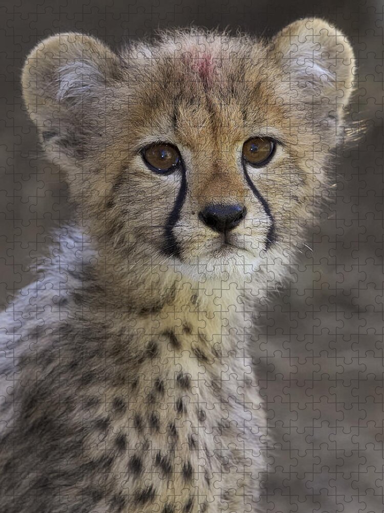 Feb0514 Jigsaw Puzzle featuring the photograph Cheetah Cub Portrait #1 by San Diego Zoo