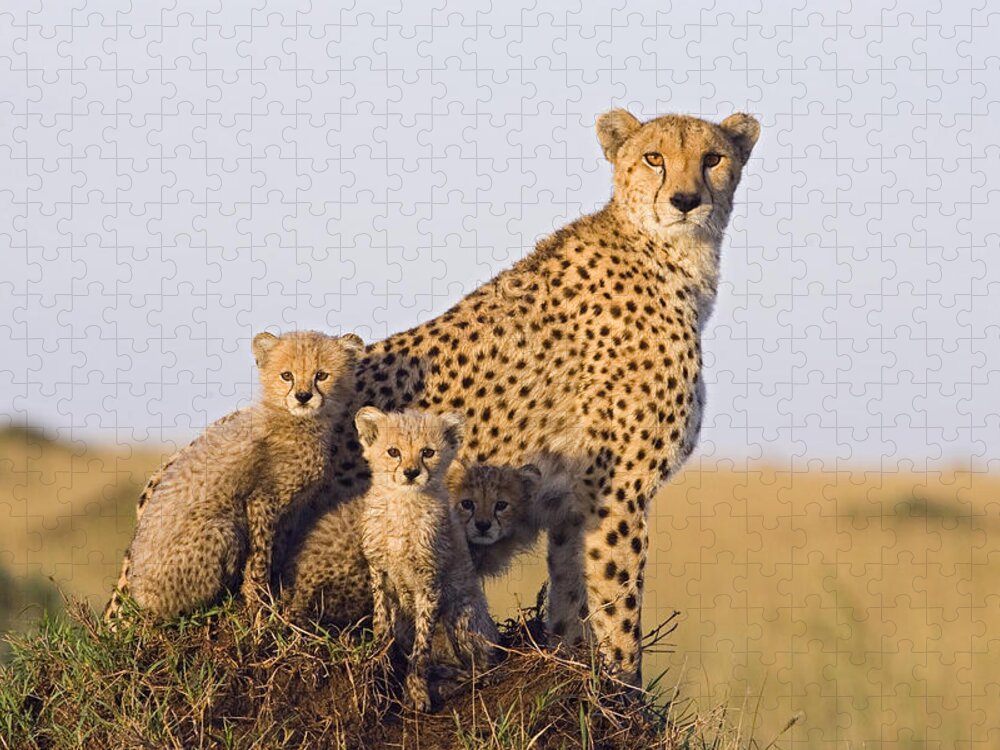 Suzi Eszterhas Jigsaw Puzzle featuring the photograph Cheetah Mother And Cubs Maasai Mara #1 by Suzi Eszterhas