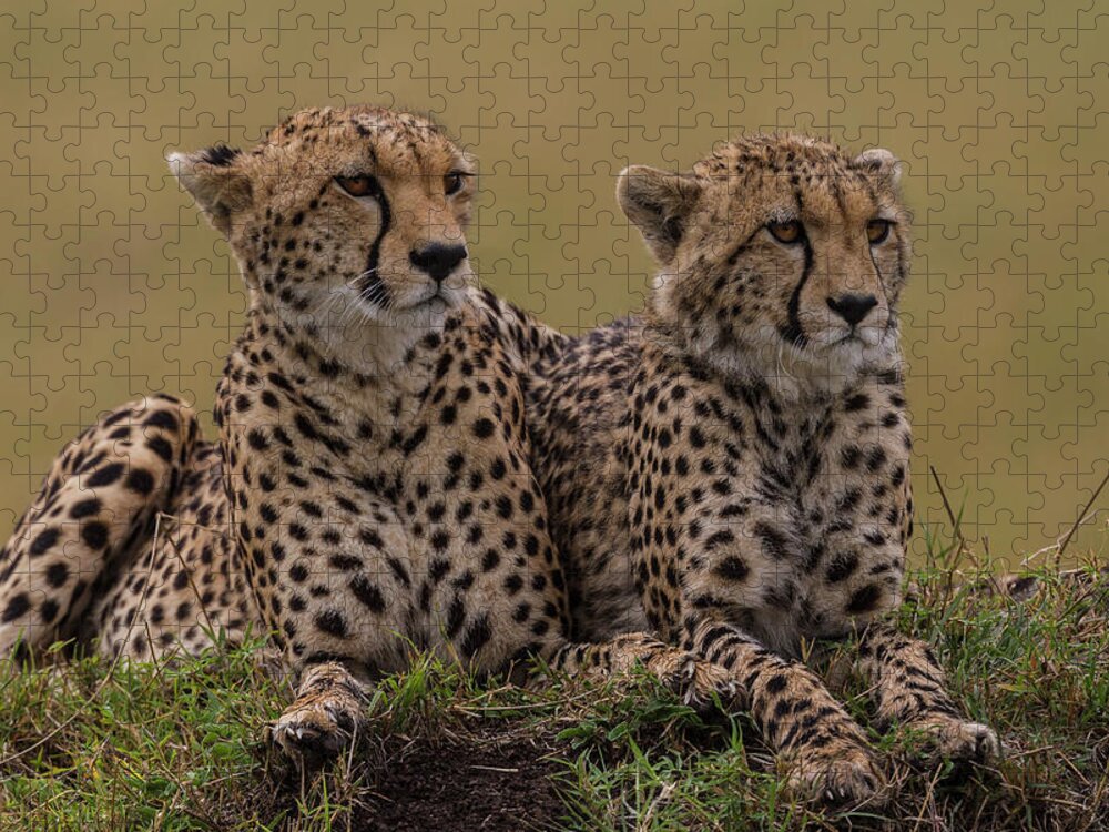 Kenya Jigsaw Puzzle featuring the photograph Cheetahs Scanning The Savanna For Prey #1 by Manoj Shah