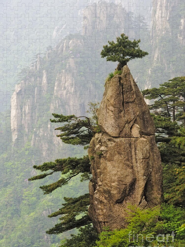 Asia Jigsaw Puzzle featuring the photograph Chinese White Pine On Mt. Huangshan #1 by John Shaw