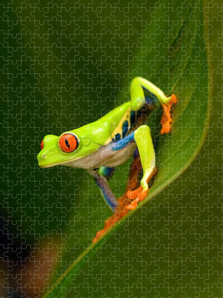 Photography Jigsaw Puzzle featuring the photograph Close-up Of A Red-eyed Tree Frog #1 by Panoramic Images