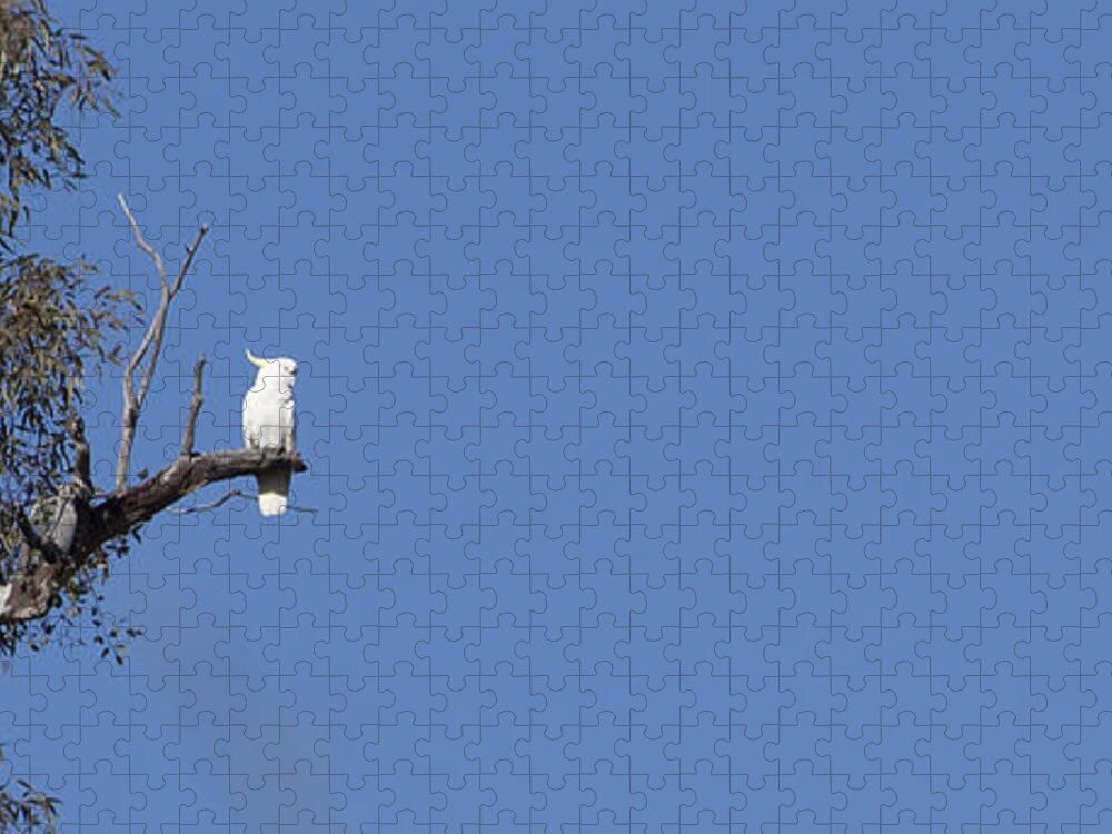 Australia Jigsaw Puzzle featuring the photograph Cockatoo - Australia by Steven Ralser