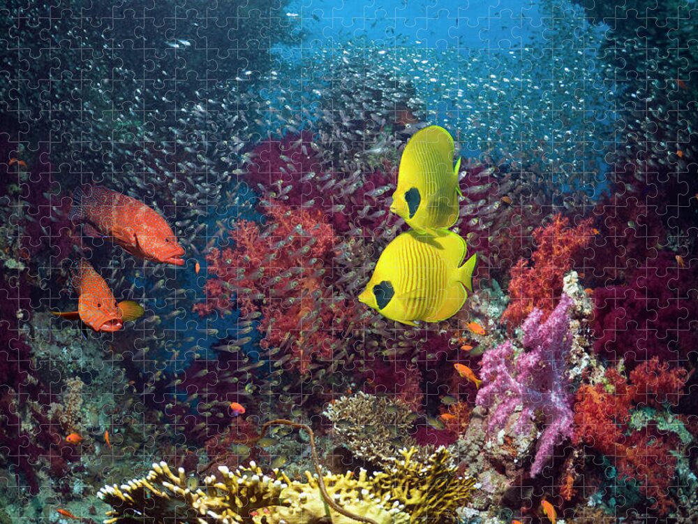 Pygmy Sweeper Jigsaw Puzzle featuring the photograph Coral Reef With Fish #1 by Georgette Douwma