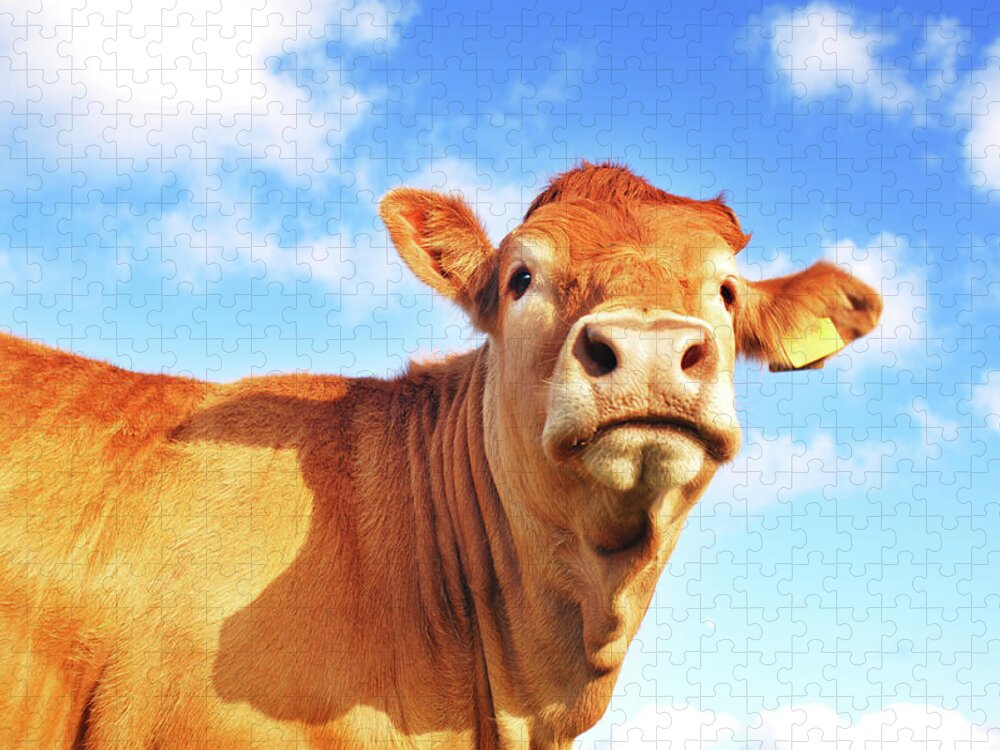 One Animal Jigsaw Puzzle featuring the photograph Cow #1 by Johngollop