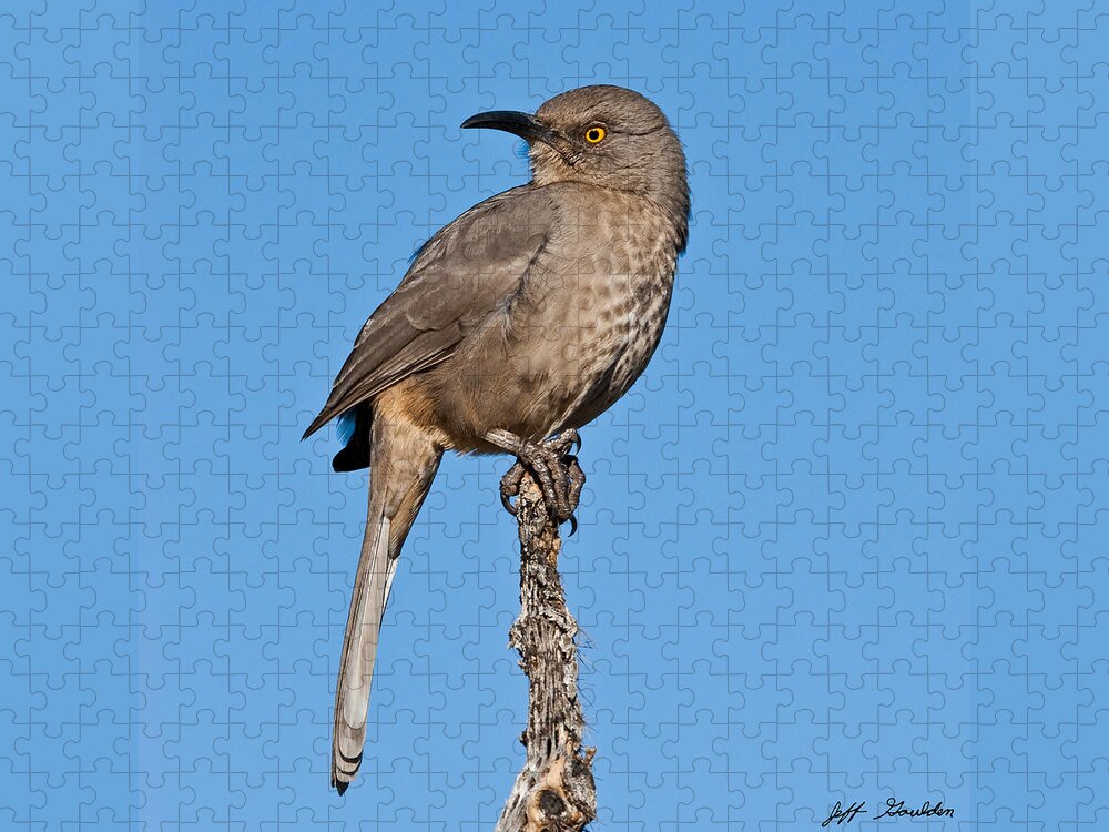 Animal Jigsaw Puzzle featuring the photograph Curve-Billed Thrasher by Jeff Goulden