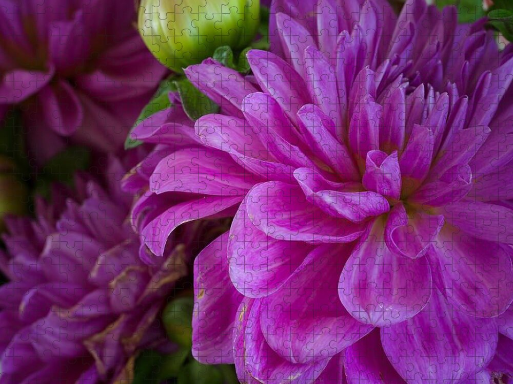 Flower Of The Day Jigsaw Puzzle featuring the photograph Dahlia #1 by Jade Moon 