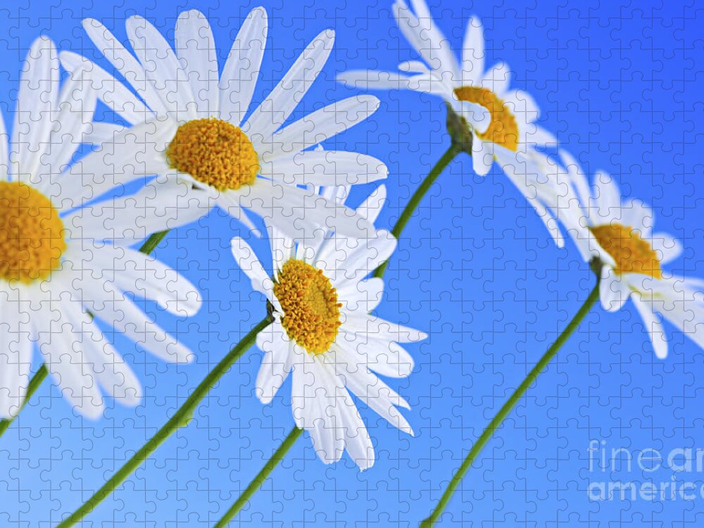 Daisy Jigsaw Puzzle featuring the photograph Daisy flowers on blue background by Elena Elisseeva