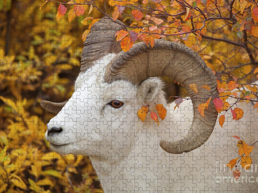 00440933 Jigsaw Puzzle featuring the photograph Dalls Sheep Ram in Denali by Yva Momatiuk and John Eastcott
