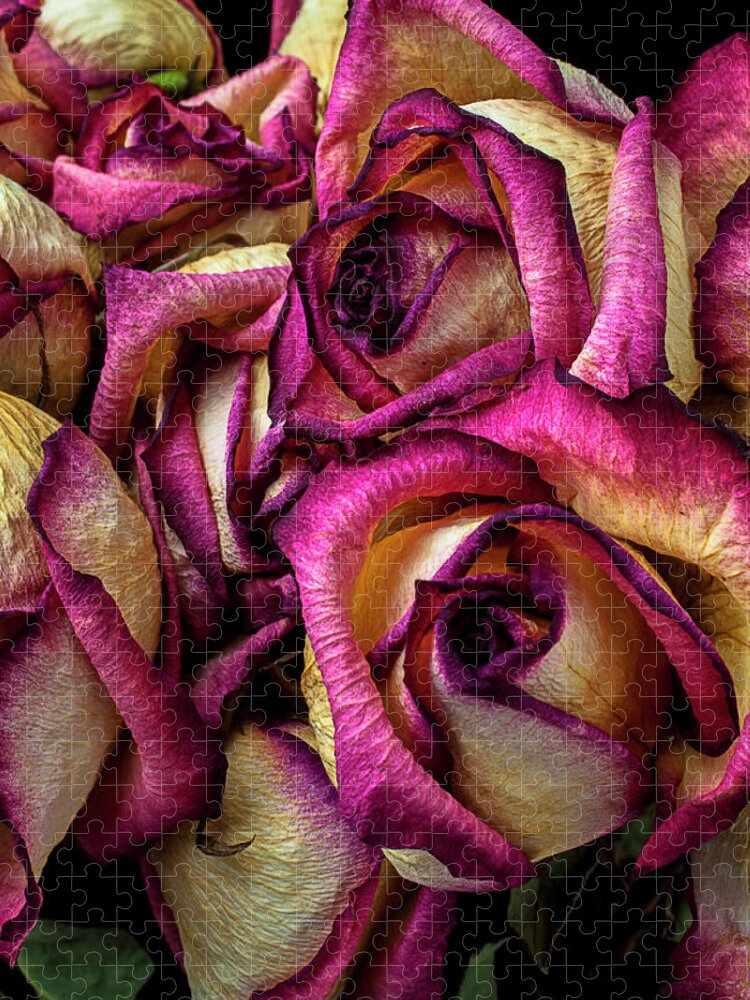 Purple Jigsaw Puzzle featuring the photograph Dried Pink And White Roses #1 by Garry Gay