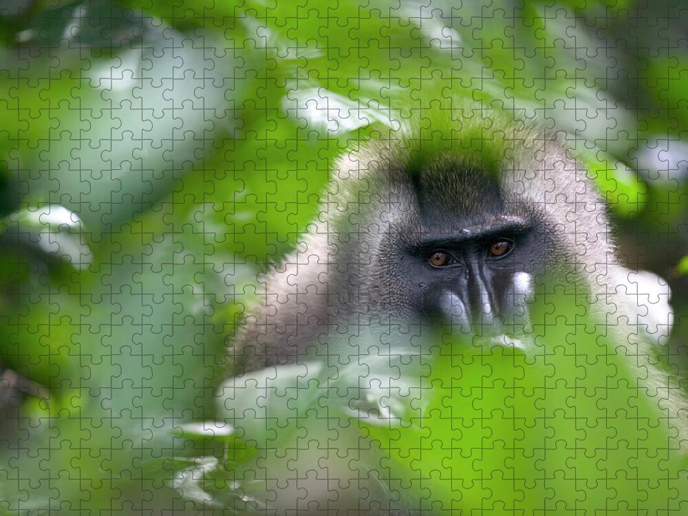 00620769 Jigsaw Puzzle featuring the photograph Drill Mandrillus Leucophaeus Adult #2 by Cyril Ruoso