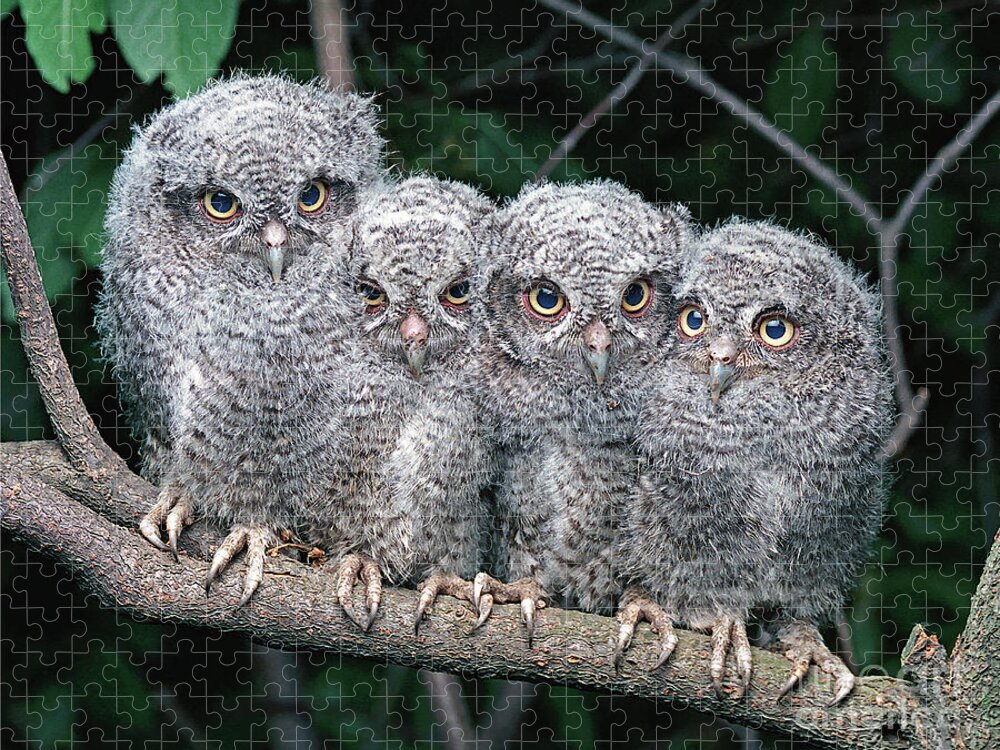 Screech Owl Jigsaw Puzzle featuring the photograph Eastern Screech Owls #1 by Ron Austing