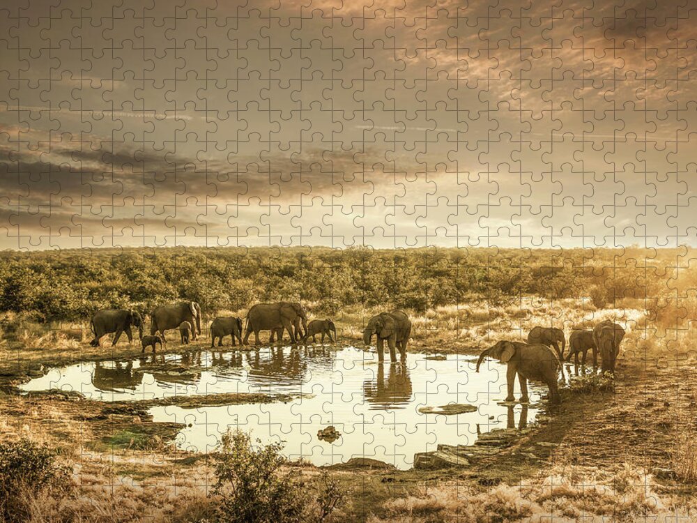 Animal Themes Jigsaw Puzzle featuring the photograph Elephants Drinking At A Pond #1 by Buena Vista Images