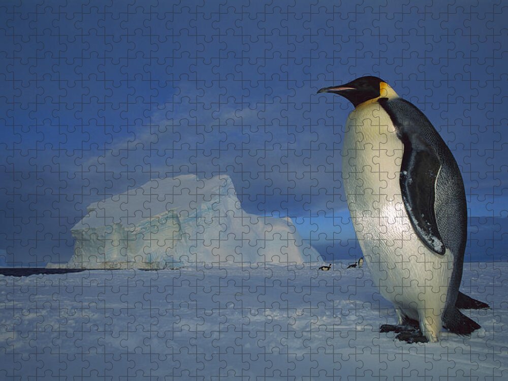 Feb0514 Jigsaw Puzzle featuring the photograph Emperor Penguins At Midnight Antarctica #1 by Tui De Roy